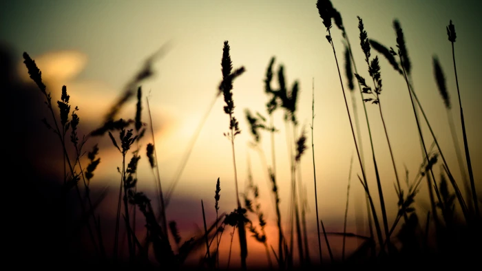 black plants silhouette of at sunset grass nature depth field 2k