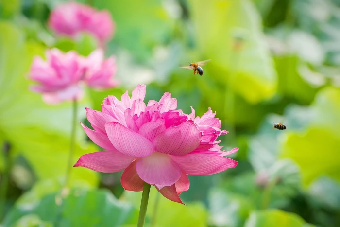 two bees on pink clustered petal flower lotus Fall in love 2k