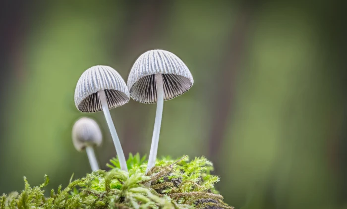 two grey mushrooms in micro photography ousted pretender macro 2k