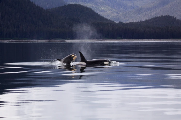 two killer whale on body of water during daytimes whales 2k
