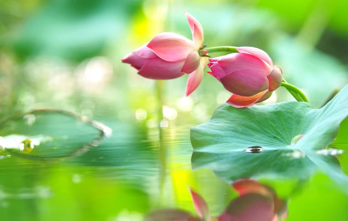 two pink lotus flowers water drops reflection tenderness 2k
