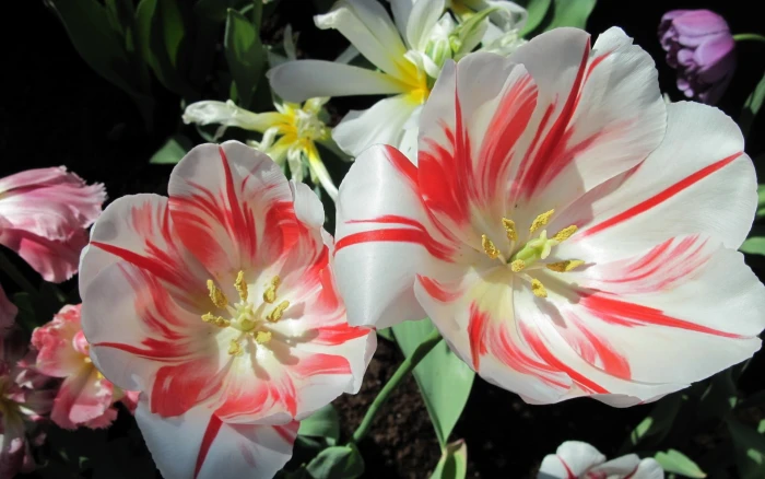 white and red petaled flower tulips flowers nature 2k