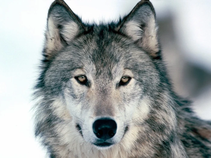 brown and black wolf animals nature animal themes one 2k