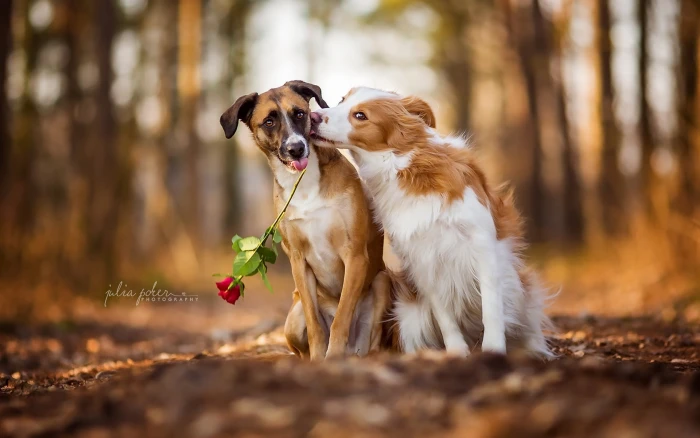two long coated white and tan dogs flowers nature rose animals 2k