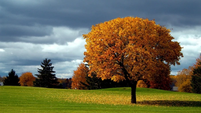 brown leafed tree nature trees forest branch landscape fall 2k