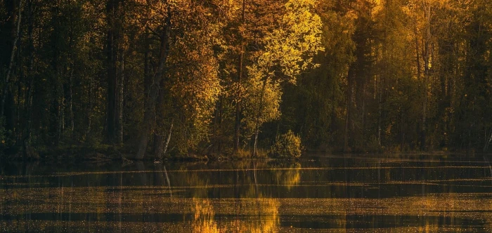 brown trees green leaf beside body of water photography 2k