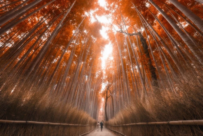 brown trees red leaf bamboo forest fall Japan path