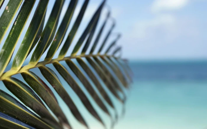 Water Leaf Beach Tropical Palm Trees Depth Field Sea Desktop Backgrounds 2k