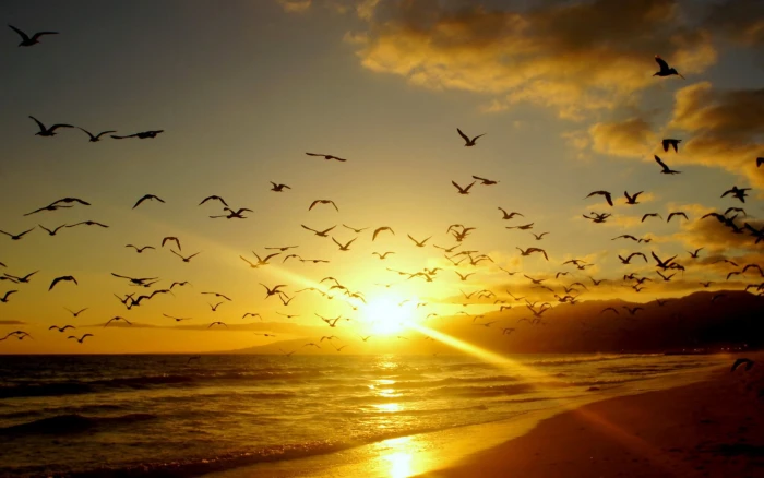 water beach landscape birds sunlight animals sea nature 2k