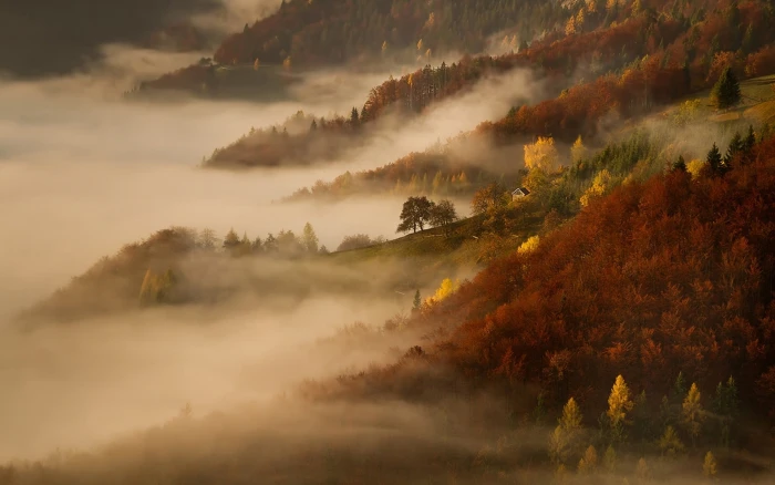 yellow and green trees with fog mist nature landscape morning 2k