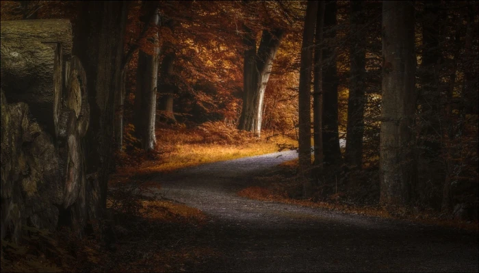 yellow leafed trees landscape photography nature path fall 2k