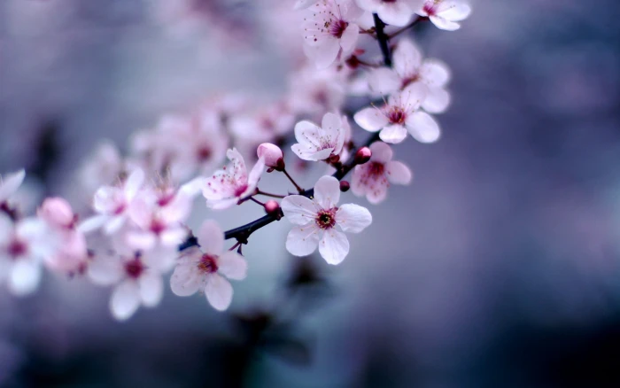 white and red flowers photography nature plants macro violet 2k