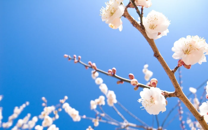 white cherry blossom nature flowers spring flowering plant 2k