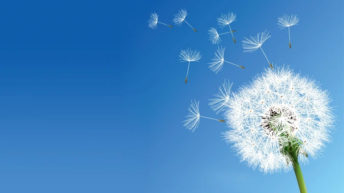 white dandelion flower nature flowers clear sky copy space 2k