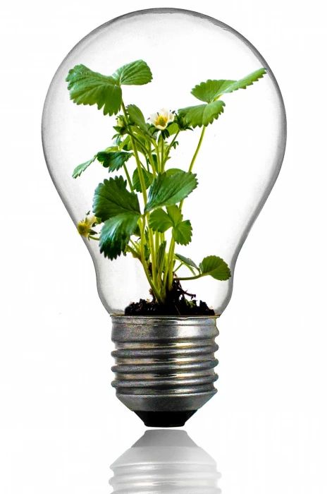 clear glass bulb with green plant growth light leaf global