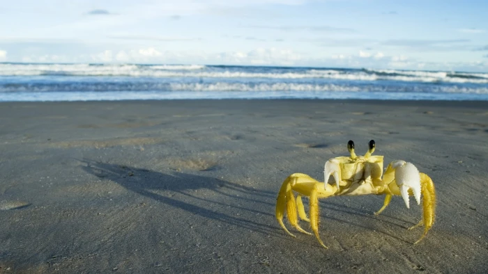 crabs beach crustaceans sea land sand water sky horizon over 2k
