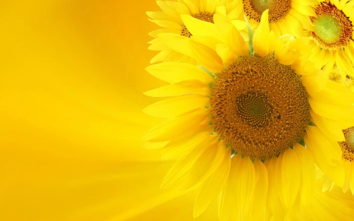Yellow Sunflower On Background nature and abstract 2k