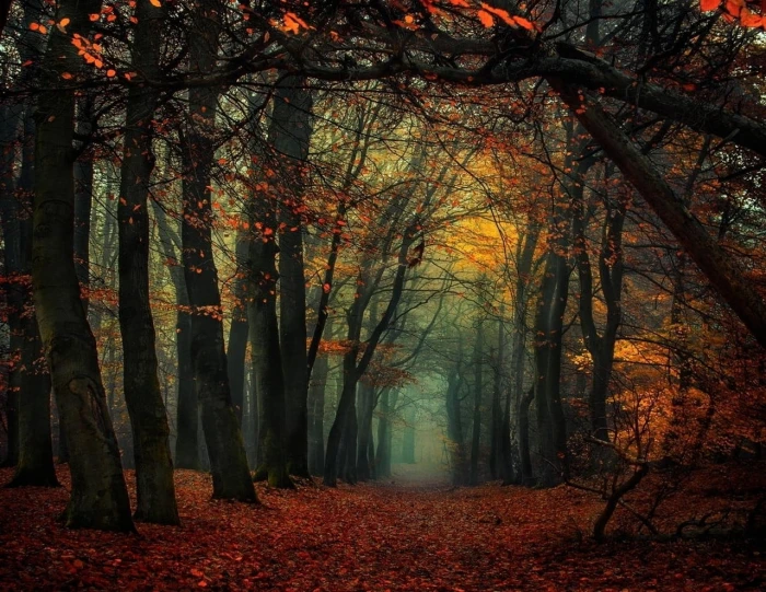 dried trees and leaves orange leafing painting forest