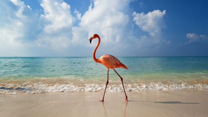 Flamingo Bird Beach HD animals 2k