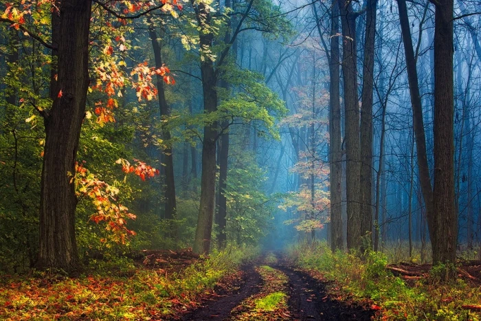 forest painting trees road mist leaves grass