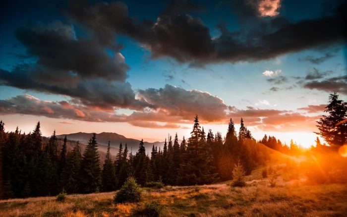 forest photography during sunset landscape nature clouds mist 2k