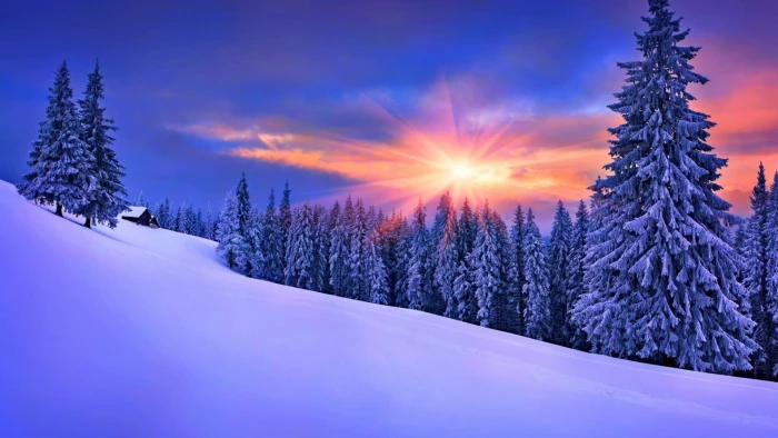 forest trees field nature winter landscape snow pine 2k