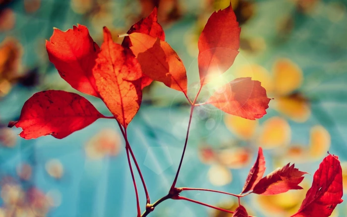 Golden Autumn Nature Scenery HD Wallpaper 19 beauty in nature 2k
