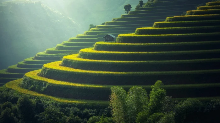 grass rice terraces plantation asia indonesia bali sunlight 2k