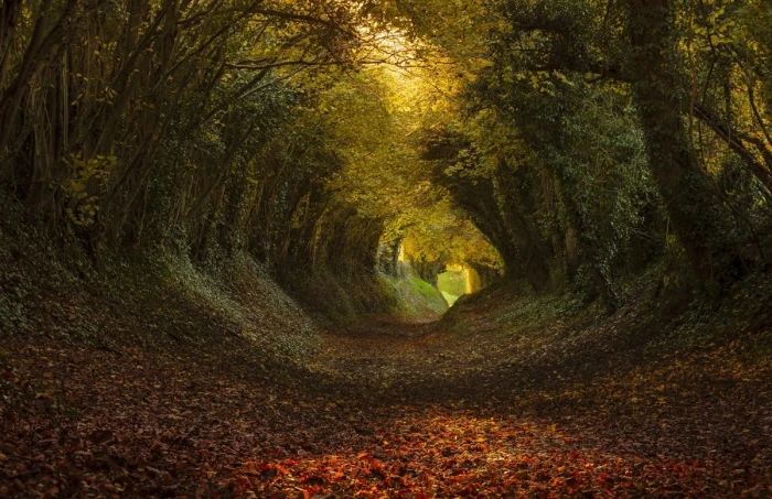 green and brown tree tunnel pathway with leaves between trees during daytime