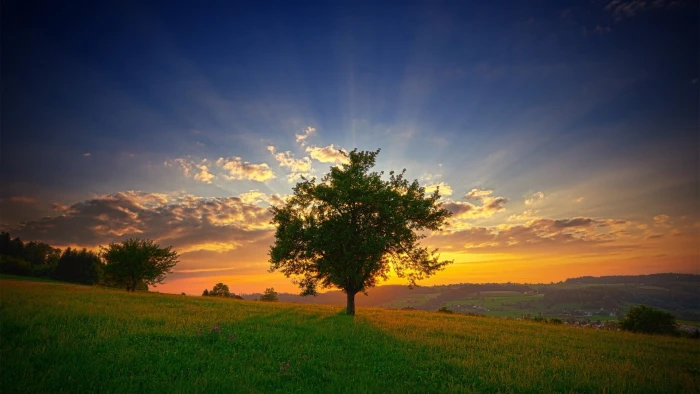 green leaf tree nature trees sky clouds field sunlight 2k