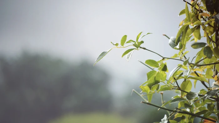 green leafed plant blurred leaves nature mist plants tree 2k
