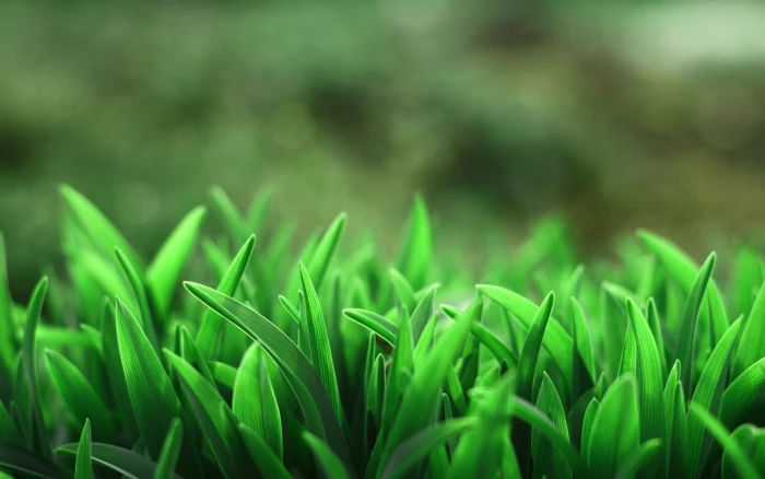 green leafed plants selective focus photo of leaf 2k