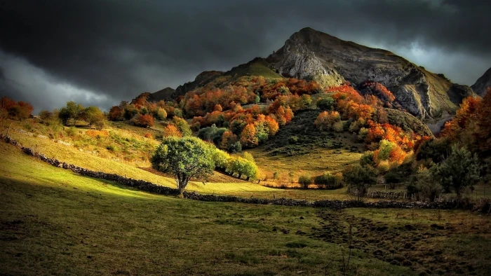 green leafed tree leaf near mountain at daytime nature 2k