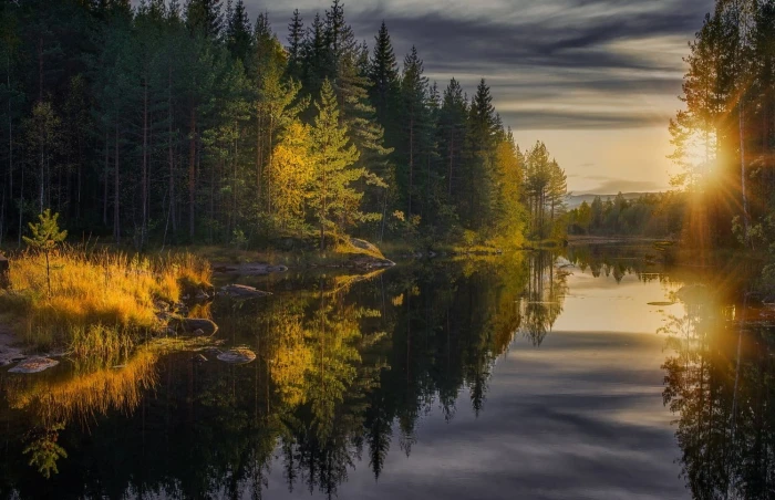 green leafed tree landscape photo of forest near body water during golden hour