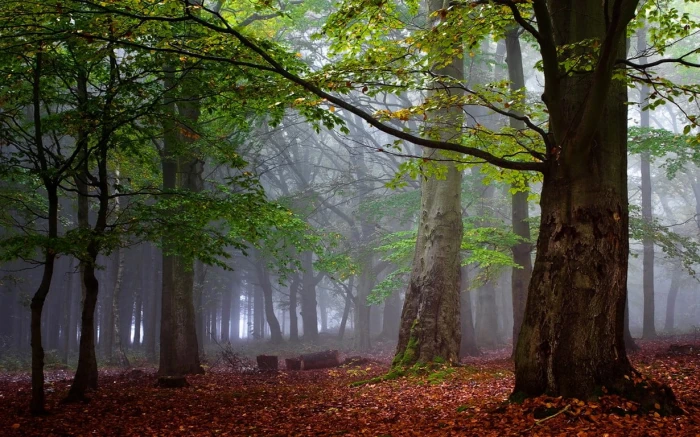 green leafed tree photography nature landscape morning forest