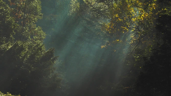 green leafed tree trees sunlight dark nature plant forest 2k