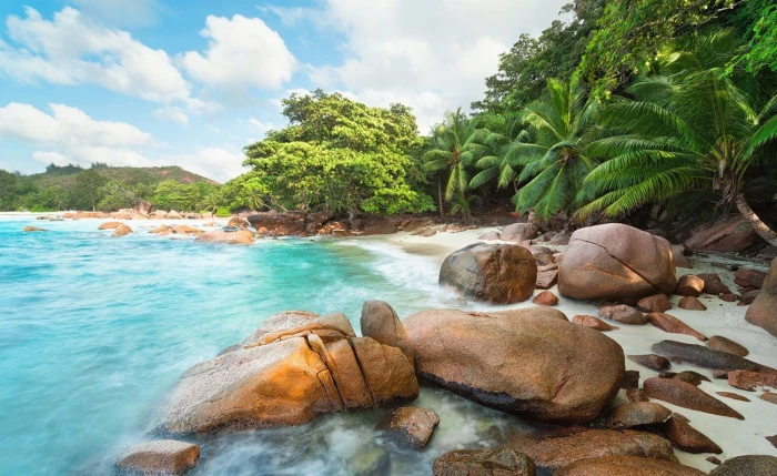 green leafed trees photography landscape nature beach island