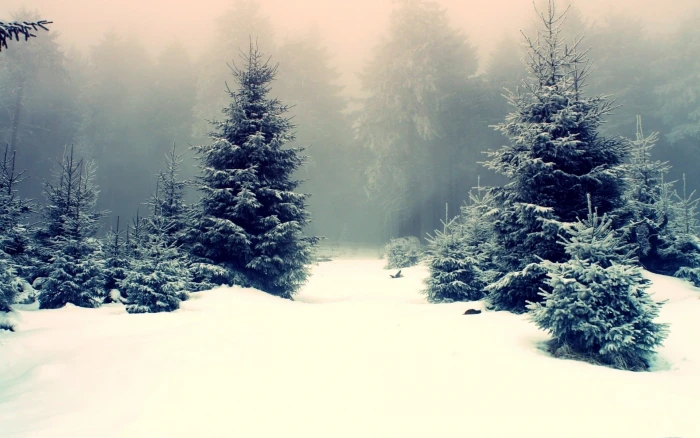 green pine trees snow winter mist nature forest landscape 2k