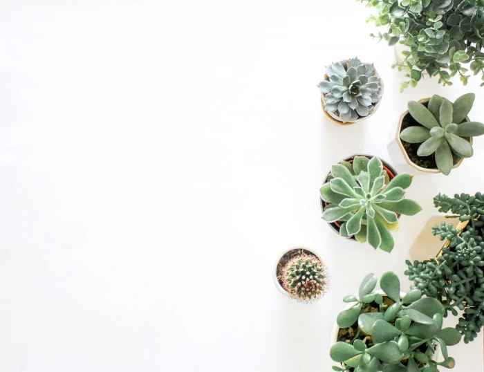 Green Succulent Plants On Pots decor flatlay from above house plant 2k