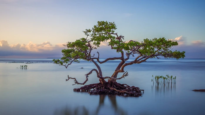 green tree surrounded by body of water nature landscape 2k