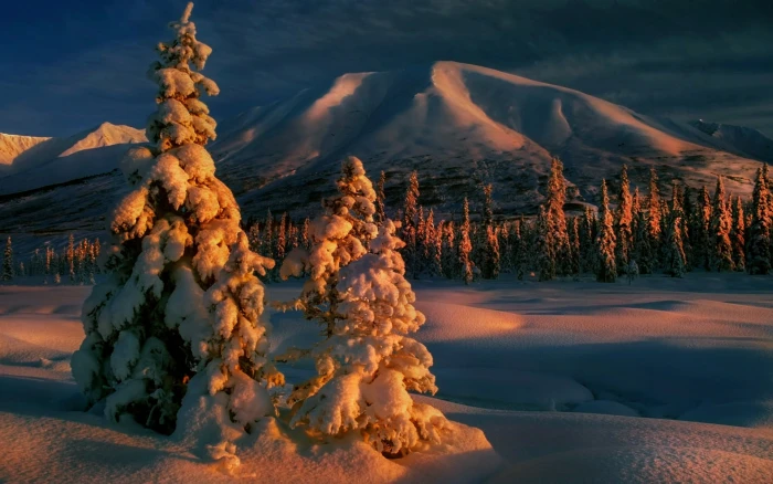 green trees winter forest nature landscape mountains snow 2k
