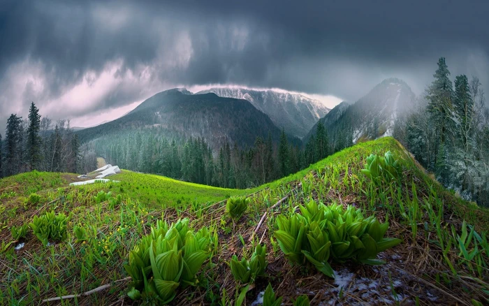 green leafed plants mist nature landscape spring mountains 2k