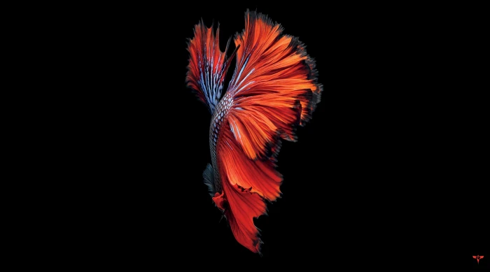 iPhone red and black betta fish wallpaper Computers Mac 2k 4k