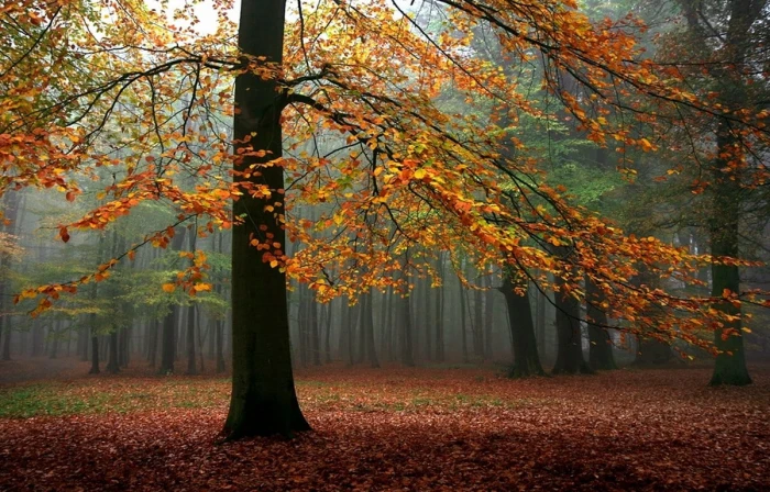 Landscape Nature Fall Mist Forest Trees Leaves Sunlight