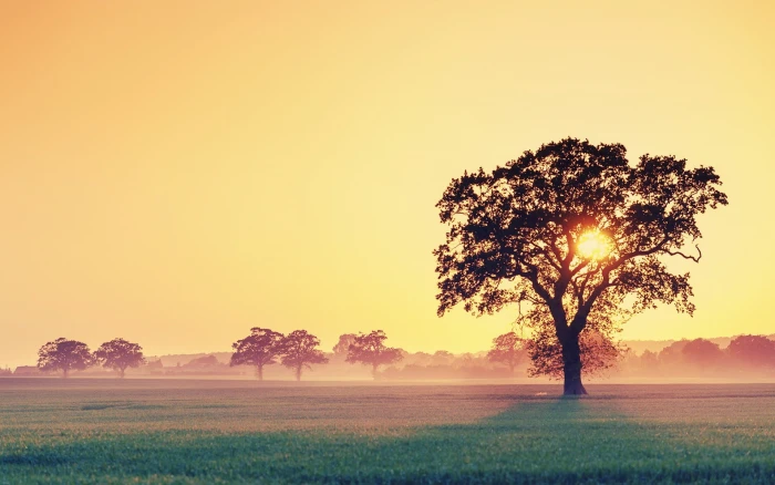 leafed tree landscape trees nature sunset clouds field 2k
