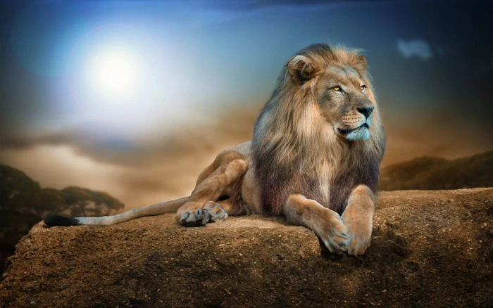 lion animal animals nature wildlife rock digital art big cats 2k