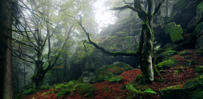 moss covered gray rocks nature landscape forest mist hills 2k