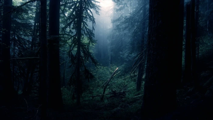 Nature Trees Forest Dark HD forest photo 2k