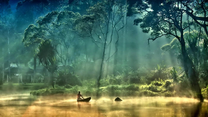 nature forest landscape tree river water trees park 2k