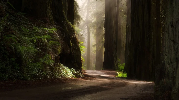 Nature forest trees green plants morning sun road scenery 2k